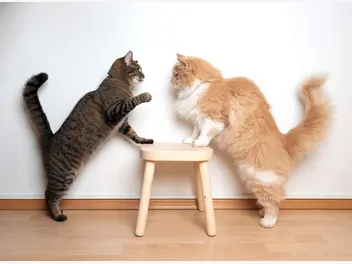 Ilustracja artykułu jak koty rozmawiają? wyjaśniamy, jak mruczki się komunikują