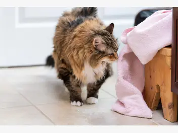 Ilustracja artykułu dlaczego koty obwąchują ludzi i przedmioty? wyjaśniamy krok po kroku