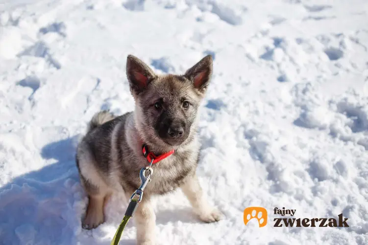 Szczenię pieska rasy elkhund szary na śniegu, a także opis psa i jego usposobienie oraz pielęgnacja