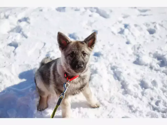 Elkhund szary: opis i pielęgnacja