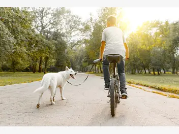 Ilustracja artykułu spacer z rowerem i psem, czyli jak nauczyć psa biegania przy rowerze