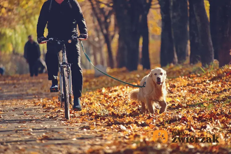 Nauka psa biegania przy rowerze, a także spacer z rowerem i psem krok po kroku