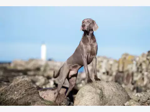 Weimaraner: opis, wymagania, pielęgnacja