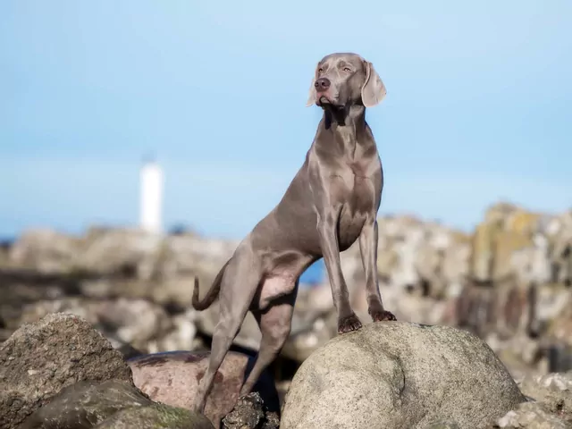 Weimaraner: opis, wymagania, pielęgnacja