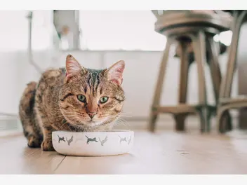 Ilustracja artykułu twój kot zakopuje jedzenie w misce, ociera się o nogi, miauczy bez celu w nocy albo gapi w ścianę? zobacz, co to znaczy