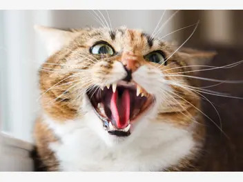 Ilustracja artykułu te sygnały świadczą o tym, że kot cię nie akceptuje/nie lubi