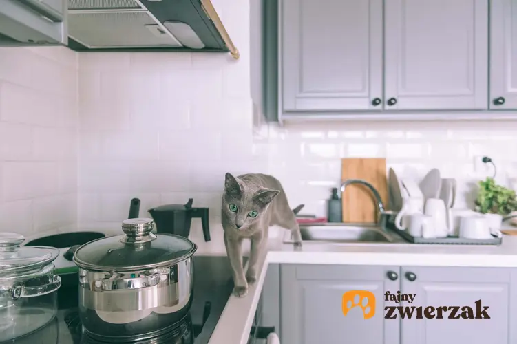 Kot chodzi po blacie w kuchni, a także podpowiedzi, jak karcić kota i zwracać mu uwagę