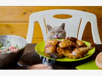 Ilustracja artykułu 5 produktów z twojego talerza, które mogą zabić kota