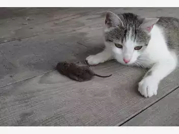 Ilustracja artykułu czego kot oczekuje od nas, kiedy przynosi nam myszkę? co kota zdaniem mamy z tym prezentem zrobić?
