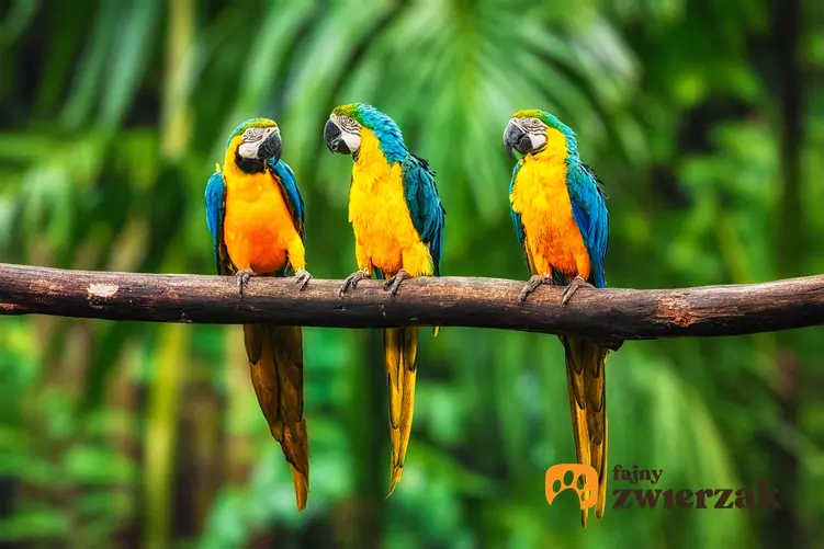 Papugi ara siedzące na gałęziach, a także wymagania i hodowla papugi ara w domu oraz opis gatunku