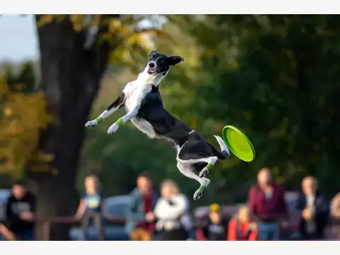 Frisbee dla psa: poradnik użycia