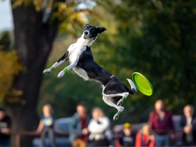 Frisbee dla psa: poradnik użycia