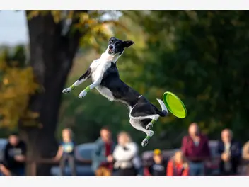 Ilustracja artykułu jak używać frisbee dla psa? praktyczny poradnik