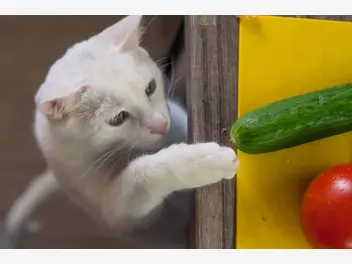 Ilustracja artykułu dlaczego koty boją się ogórków? behawiorysta wyjaśnia
