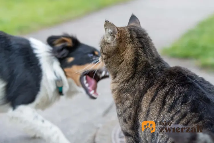 Pies warczący na kota, a także podpowiedzi, jak oswoić psa z kotem i jak sprawić, by ze sobą nie walczyły