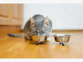 Ilustracja artykułu ile razy dziennie karmić kota? wyjaśniamy zasady karmienia mruczka