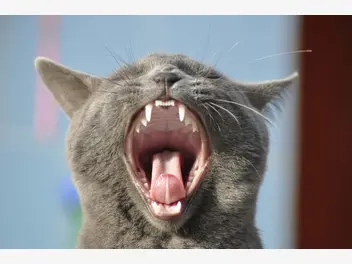 Ilustracja artykułu ile koty mają zębów? poznaj najważniejsze informacje o uzębieniu mruczków