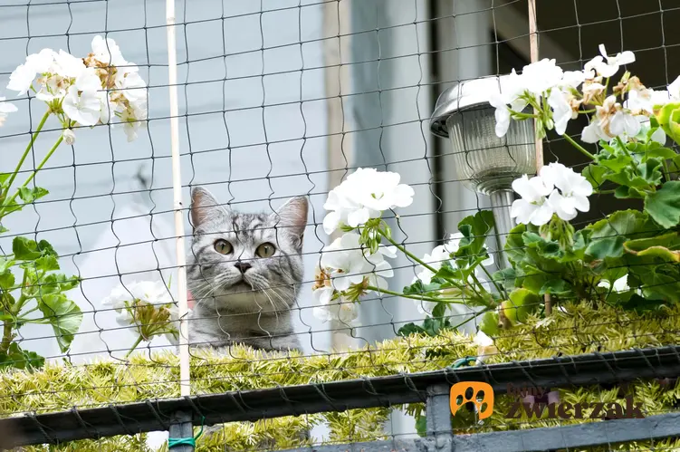 Kot siedzący na balkonie, a także podpowiedzi, jak urządzić balkon dla kota, najważniejsze informacje