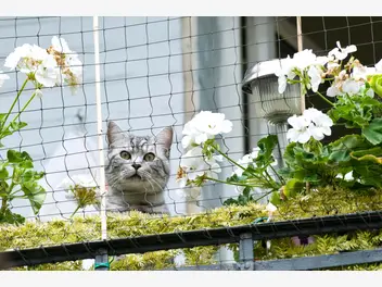 Ilustracja artykułu jak urządzić balkon dla kota? oto 5 ważnych zasad bezpiecznego balkonu