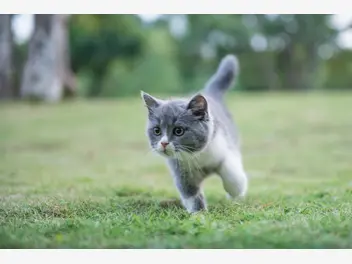Ilustracja artykułu czy kot powinien wychodzić z domu? wyjaśniamy, czy wyprowadzać kota na spacer