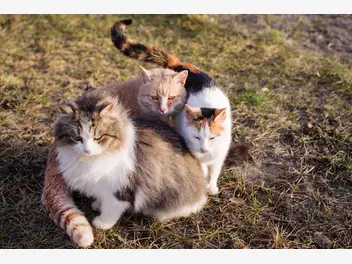Ilustracja artykułu co zrobić, gdy koty w domu się nie dogadują? jak nauczyć je żyć pod jednym dachem?
