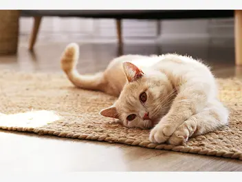 Ilustracja artykułu kuwetowy zapach w domu – 7 tipów na nauczenie kota korzystania z kuwety