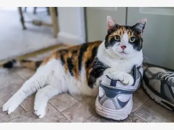 Ilustracja artykułu dlaczego kot sika do butów?