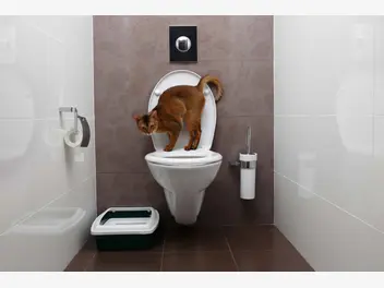 Ilustracja artykułu czy można nauczyć kota załatwiania się do toalety?