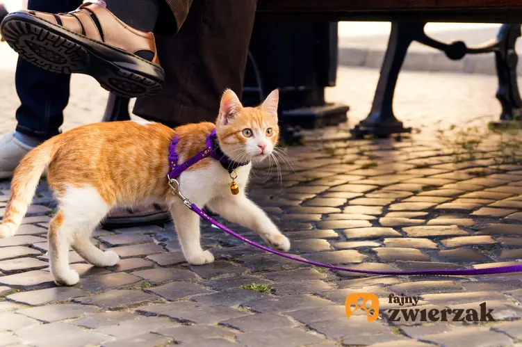 Prowadzenie kota na smyczy, a także podpowiedzi, jak nauczyć kota wychodzenia na spacer krok po kroku