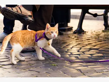 Ilustracja artykułu jak nauczyć kota wychodzenia na spacer na smyczy?