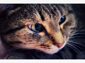 Ilustracja artykułu czy koty płaczą? zobacz, co o tym mówi koci behawiorysta