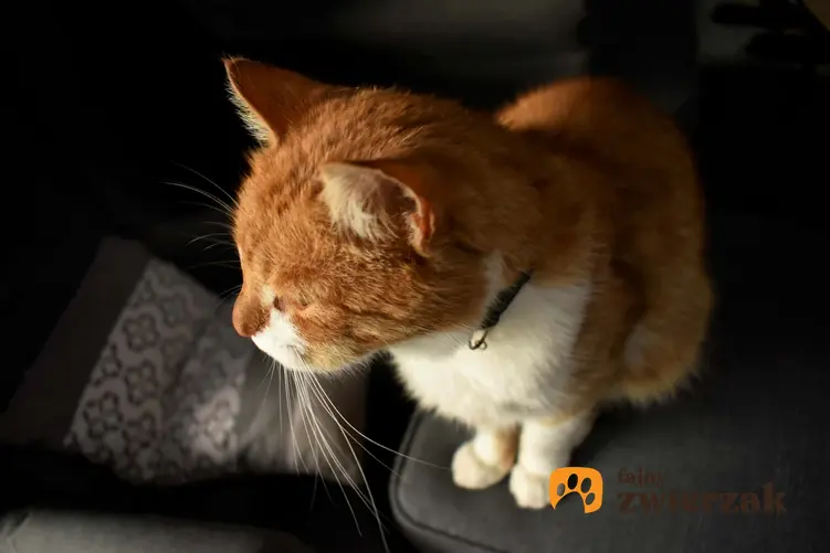 Kot ugniatający podłoże łapkami, a także informacje, dlaczego koty ugniatają łapkami, wyjaśnienie behawiorysty i porady dla właścicieli
