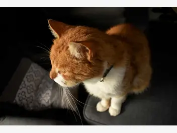 Ilustracja artykułu dlaczego koty ugniatają łapkami? behawiorysta wyjaśnia zachowanie mruczków