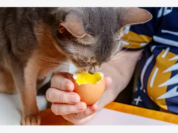 Ilustracja artykułu czy koty mogą jeść jajka? przedstawiamy opinię behawiorysty