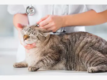 Ilustracja artykułu jak przeżyć z kotem wizytę u weterynarza?
