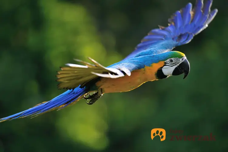 Lecąca papuga ara ararauna, a także hodowla, cena oraz wielkość papugi i jej wymagania