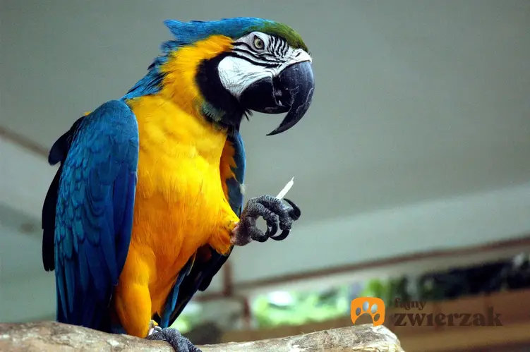 Piękna papuga ara, a także cena papugi ary, koszt papugi w hodowli i sklepie zoologicznym krok po kroku