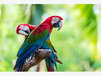 Ilustracja artykułu jaka jest cena papugi ary? poznaj cenę egzotycznego ptaka
