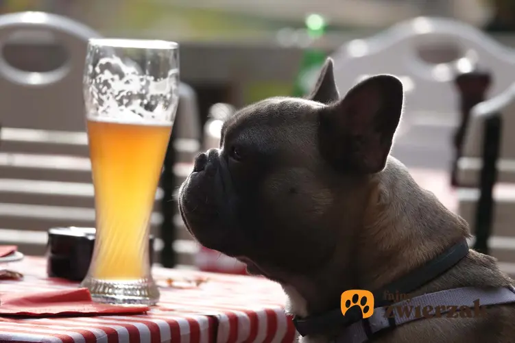 Pies siedzący przy piwie, a także szkodliwość alkoholu dla psów, działanie i leczenie