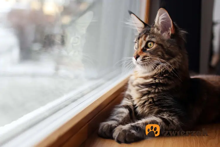 Kot wyglądający przez okno, a także czy koty wyczuwają śmierć, i jak pupil może wyczuć śmierć krok po kroku