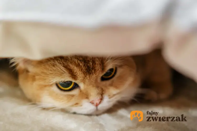 Kot schowany pod kołdrą, a także dlaczego koty lubią się chować w różnych pudełkach i małych szczelinach