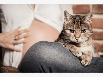 Ilustracja artykułu jak przygotować kota na pojawienie się dziecka w rodzinie?