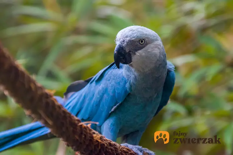 Papuga ara modra na gałęzi, a także charakterystyka, występowanie ptaków w naturze
