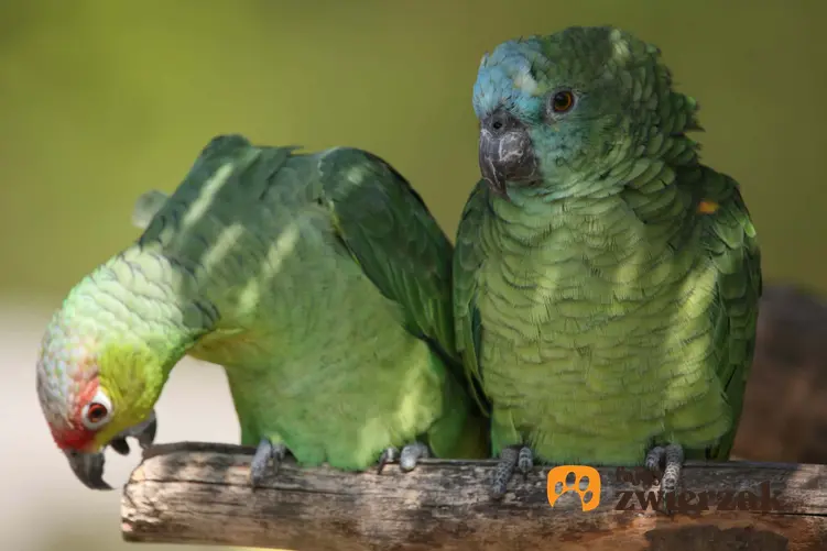 Papugi amazonki o zielonym upierzeniu, a także wymagania, charakterystyka i hodowla ptaków