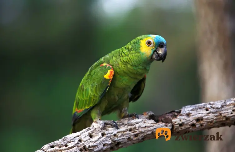 Zielona papuga amazonka na gałęzi, a także informacje i wymagania papugi w hodowli w warunkach domowych