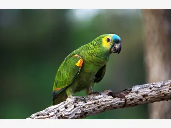 Ilustracja artykułu papuga amazonka – informacje, wymagania, charakter, hodowla