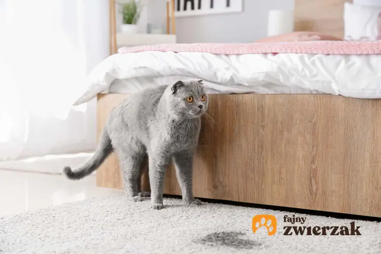 Plama na dywanie z kociego moczu, a także co robić, kiedy kot załatwia sie poza kuwetą