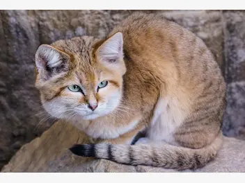 Ilustracja artykułu turkmeński kot pustynny - dziki mieszkaniec pustyń afryki i azji