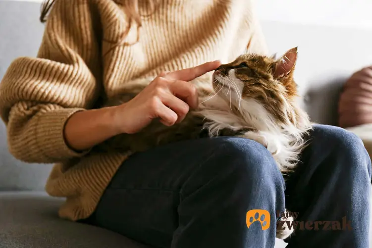 Kot leżący na kolanach właścicielki, a także jak interpretować zachowanie kota, porady i podpowiedzi