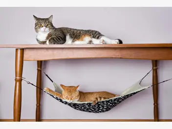 Ilustracja artykułu jak wybrać hamak dla kota? oto top 3 najciekawsze modele